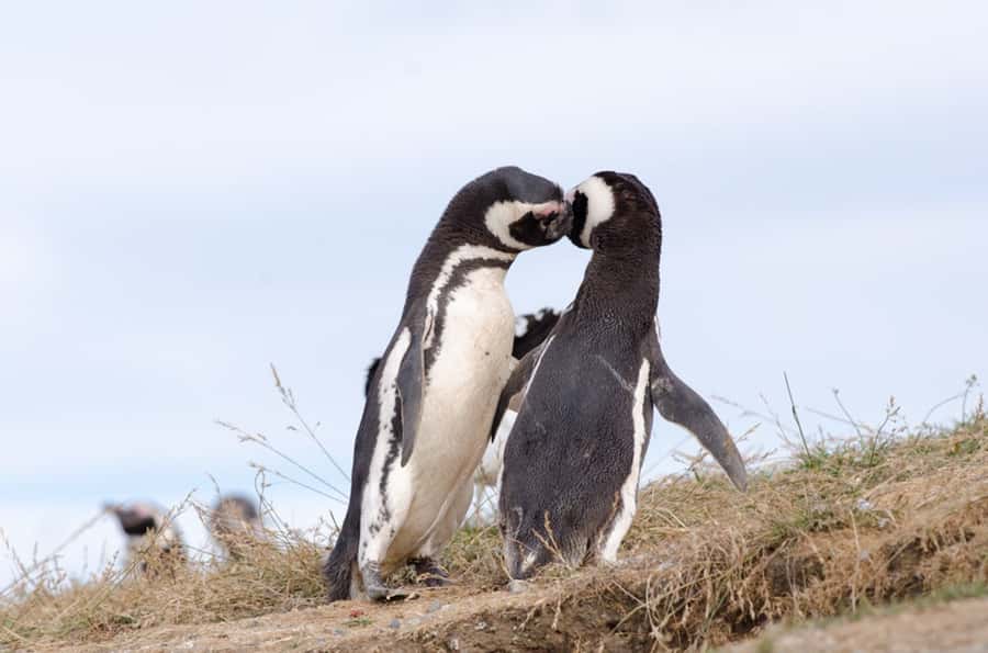 Punta Arenas: Walk with Penguins on Magdalena & Marta Island - What happens on Isla Marta