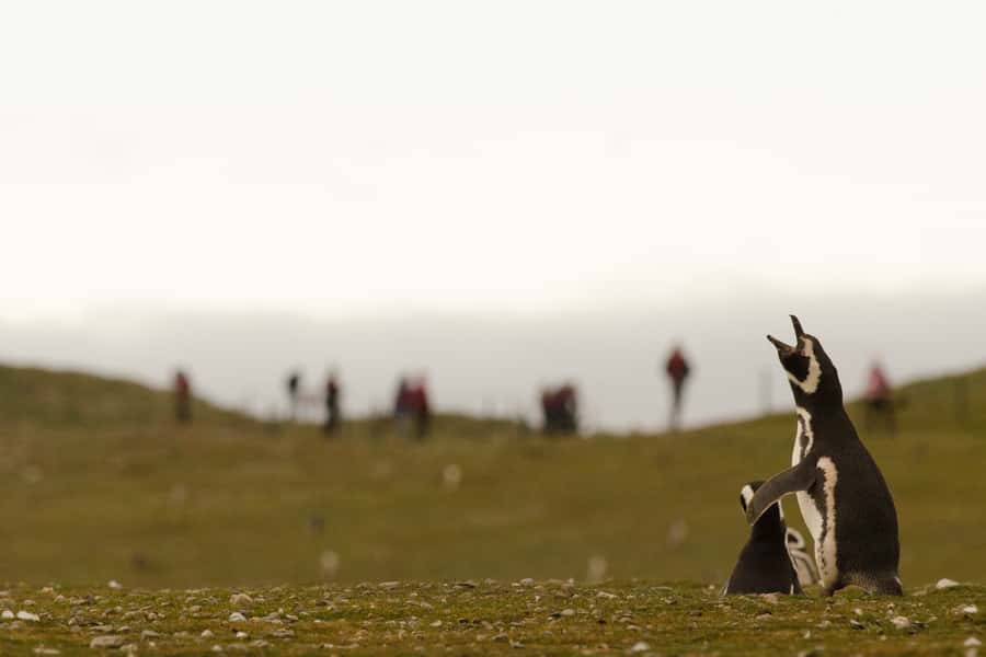 Punta Arenas: Walk with Penguins on Magdalena & Marta Island - Birds, dolphins, and the lucky sightings