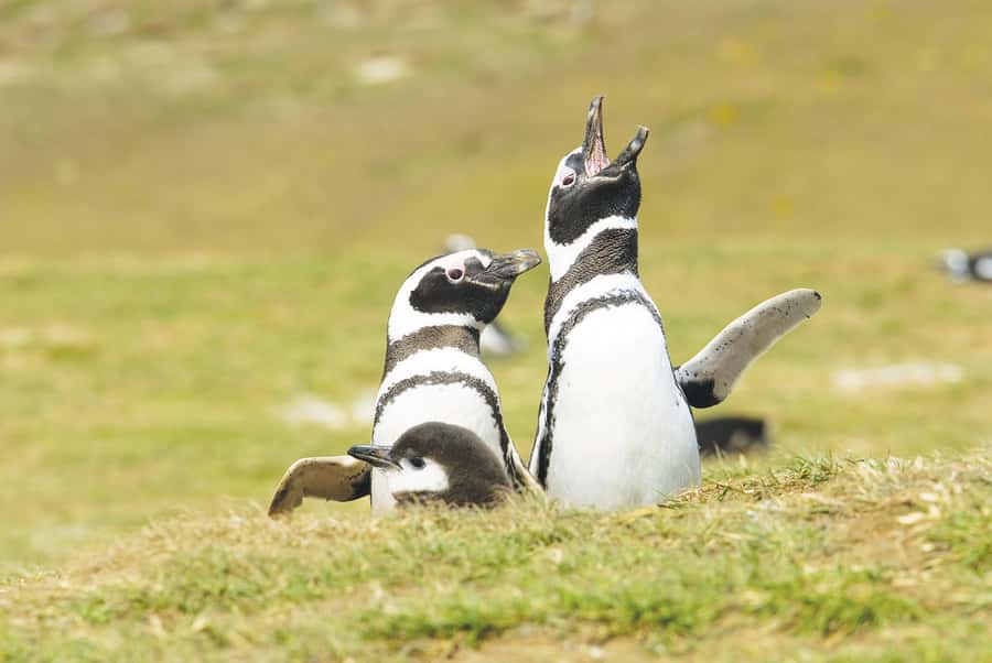 Punta Arenas: Walk with Penguins on Magdalena & Marta Island - What to wear and bring