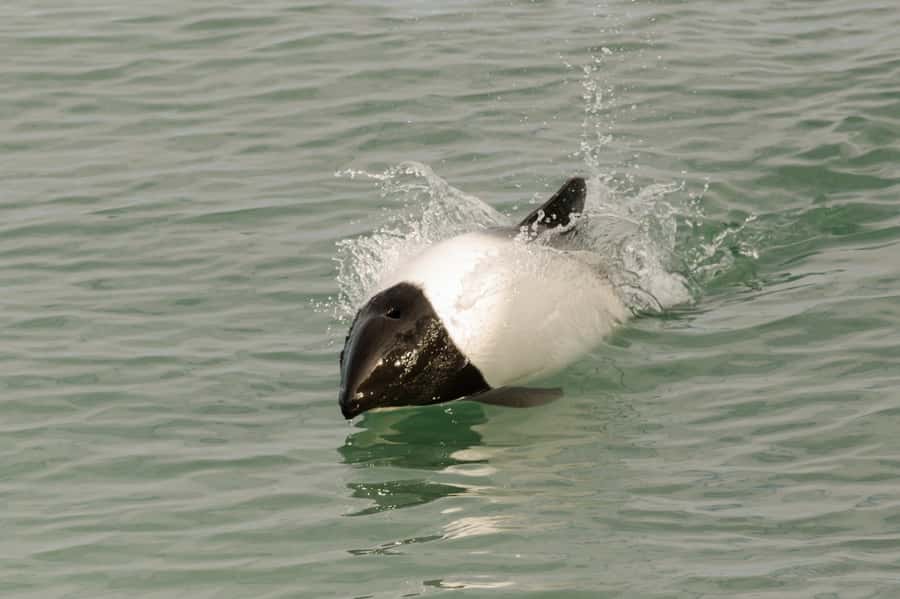 Punta Arenas: Walk with Penguins on Magdalena & Marta Island - Who should book this Punta Arenas penguin tour?