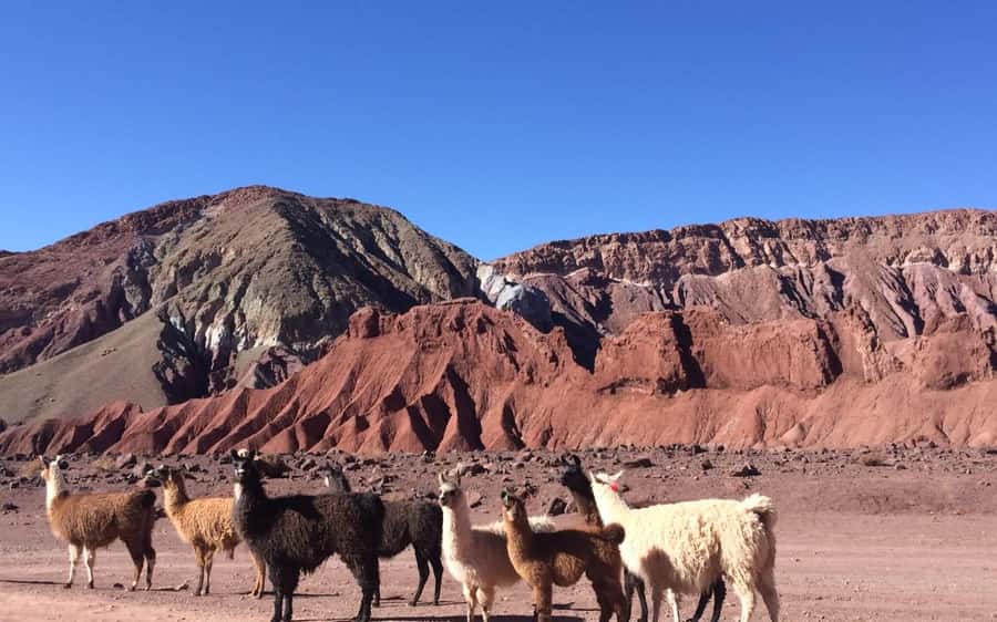 Rainbow Valley Tour + Petroglyphs (Yerbas Buenas) - Why Rainbow Valley is worth the early start