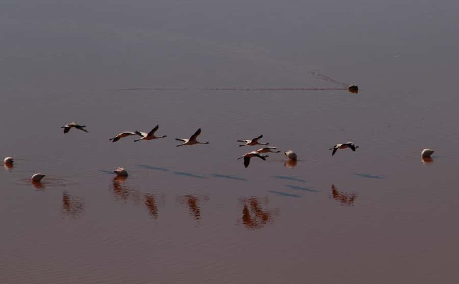 Roundtrip to the Uyuni Salt Flat and the Colored Lagoons - Day two: geysers, red water, and a salt hotel