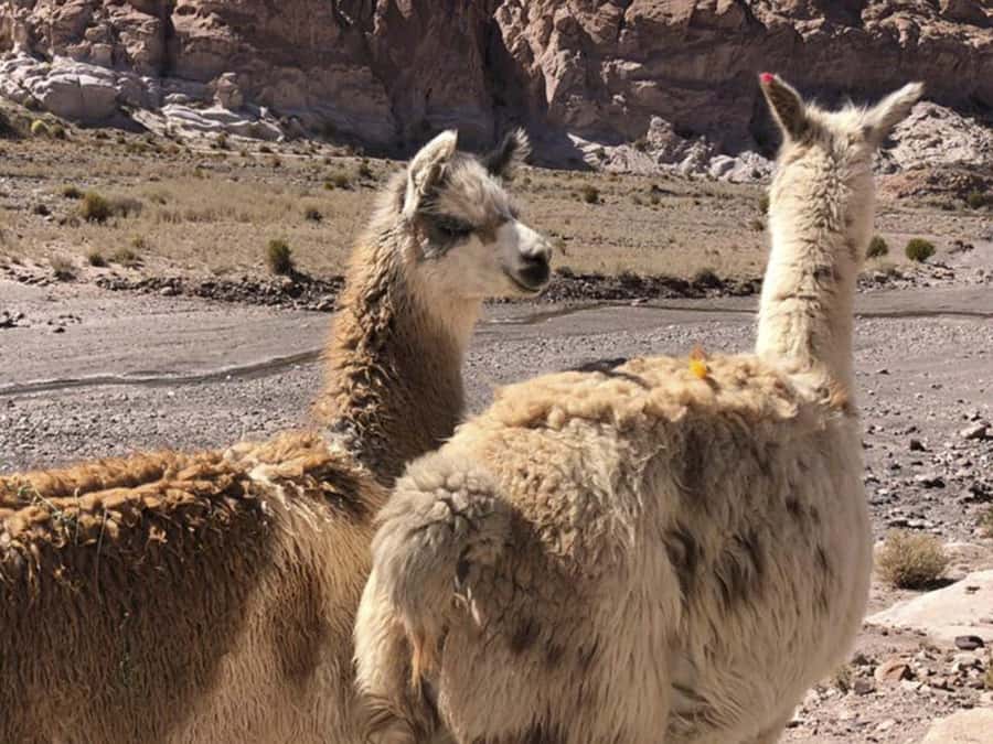 Roundtrip to the Uyuni Salt Flat and the Colored Lagoons - Who should book this four-day route?