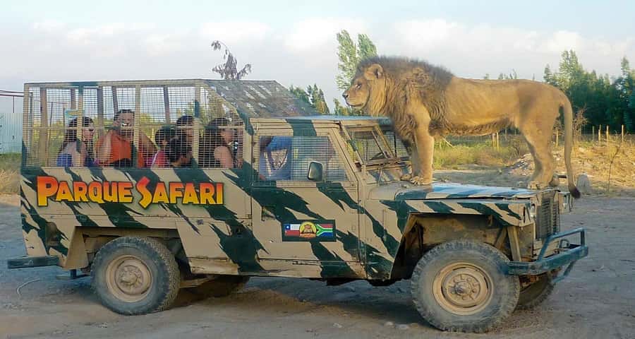 SAFARI PARK-TOUR RANCAGUA : CHILE - A car safari with a small-park feel