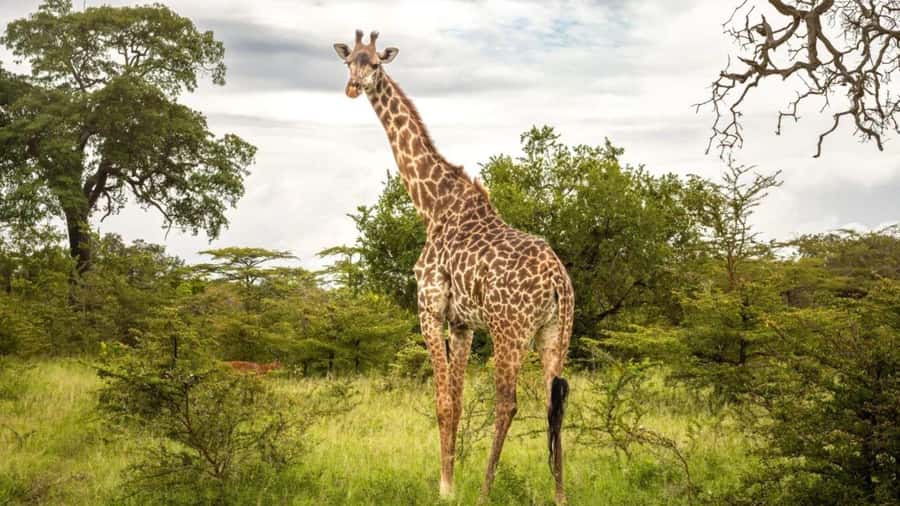 SAFARI PARK-TOUR RANCAGUA : CHILE - The feline tour, lions and a tiger from the vehicle