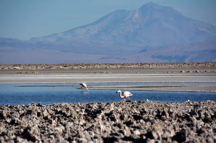 Salar de Atacama and altiplanic lagoons - Socaire and the old farming terraces