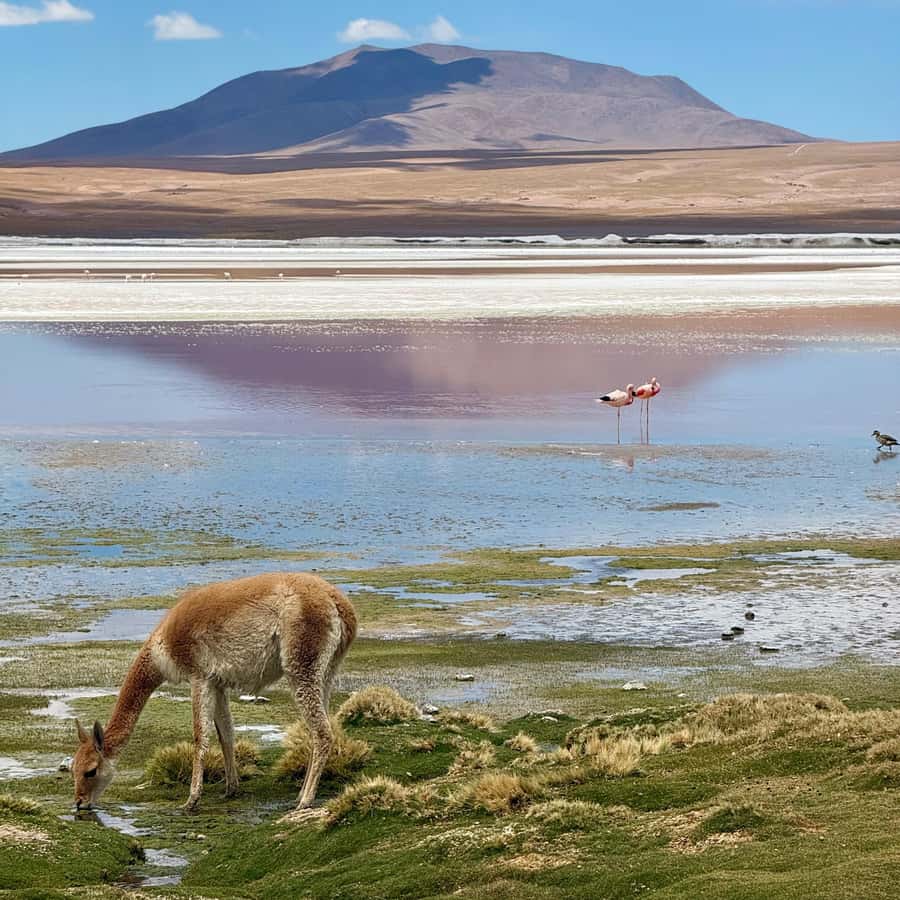 San Pedro de Atacama: 3 D. Tour Uyuni and Back to San Pedro - Day three: the train cemetery and a fast return to Chile