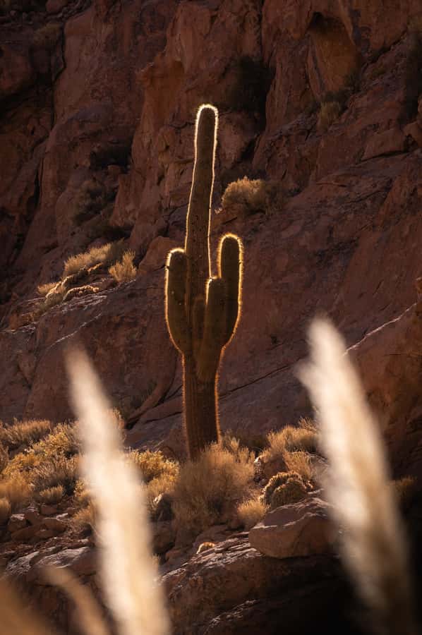 San Pedro de Atacama: Canyon Swimming Pools Trekking Trip - Practical limits that affect your day