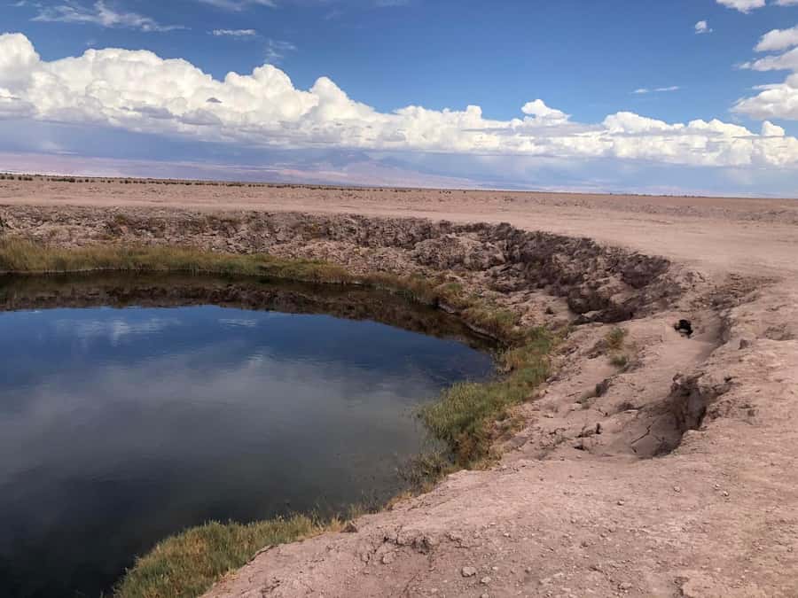 San Pedro de Atacama: Cejar Lagoon, Tebenquiche & Ojos Salar - Cejar Lagoon and the Strange Joy of Floating