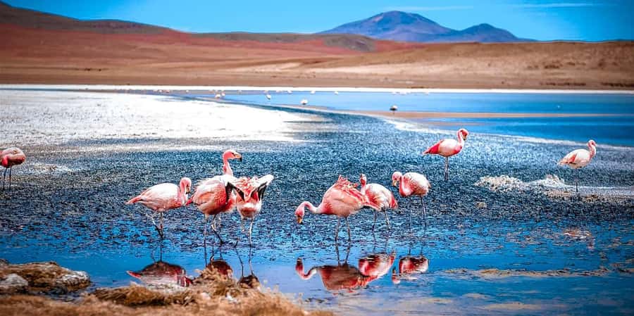 San Pedro de Atacama Day Trip: Atacama Desert and Salt Flats - A full day from San Pedro to the high desert