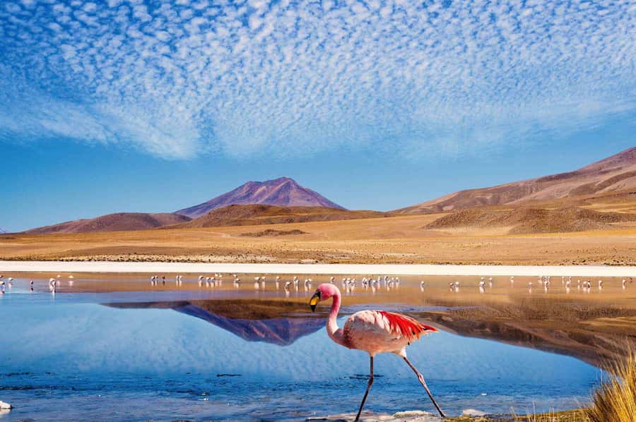 San Pedro de Atacama Day Trip: Atacama Desert and Salt Flats - Quepiacó River and the desert’s small signs of life