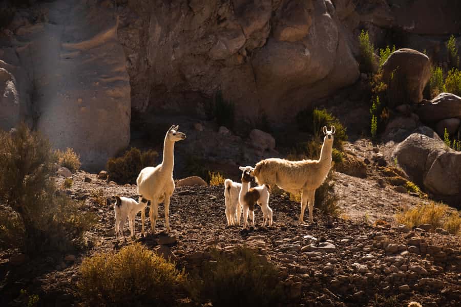 San Pedro de Atacama: Rainbow Valley & Hierbas Buenas Tour - Key Points About the Six-Hour Excursion