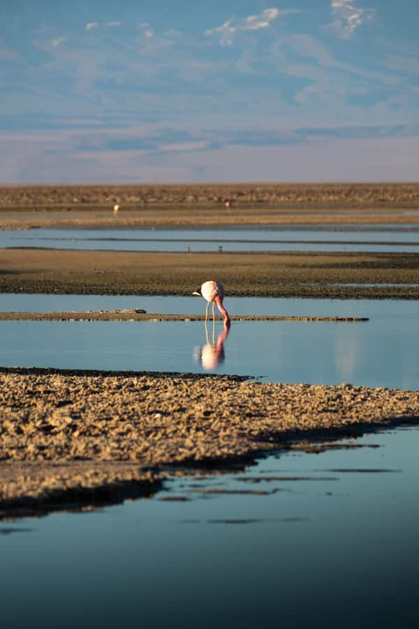 San Pedro de Atacama: Red Rocks & Altiplano Lagoons Day Trip - What the Red Rocks day is really like