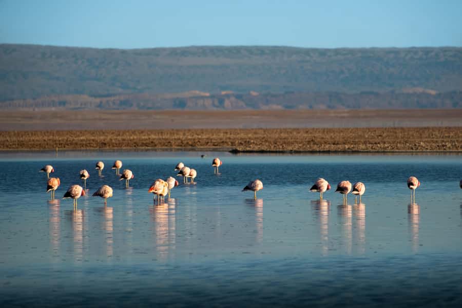 San Pedro de Atacama: Red Rocks & Altiplano Lagoons Day Trip - Miscanti and Miñiques, the high Altiplanic Lagoons