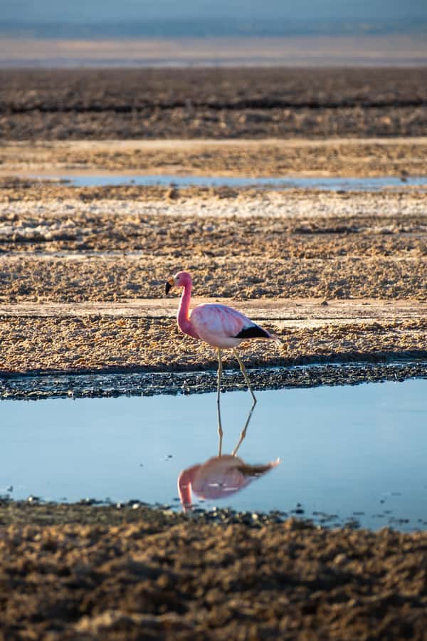 San Pedro de Atacama: Red Rocks & Altiplano Lagoons Day Trip - The guides and the quality of the day
