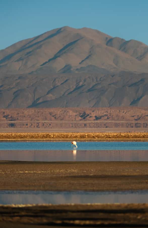 San Pedro de Atacama: Red Rocks & Altiplano Lagoons Day Trip - The Tropic of Capricorn and a useful breakfast stop