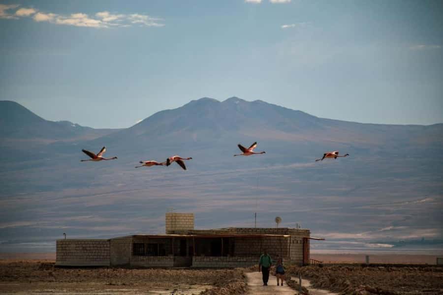 San Pedro de Atacama: Red Rocks and Aliplanic Lagoons - Piedras Rojas and the Salar de Talar