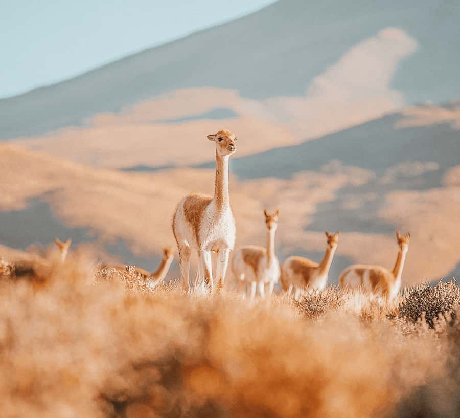 San Pedro de Atacama: Tatio Geysers and Machuca Tour - Key points to know before you book