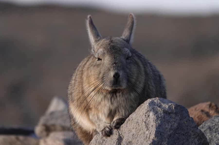 San Pedro de Atacama: Wildlife Safari and Photography Tour - Why this four-hour Atacama outing feels different