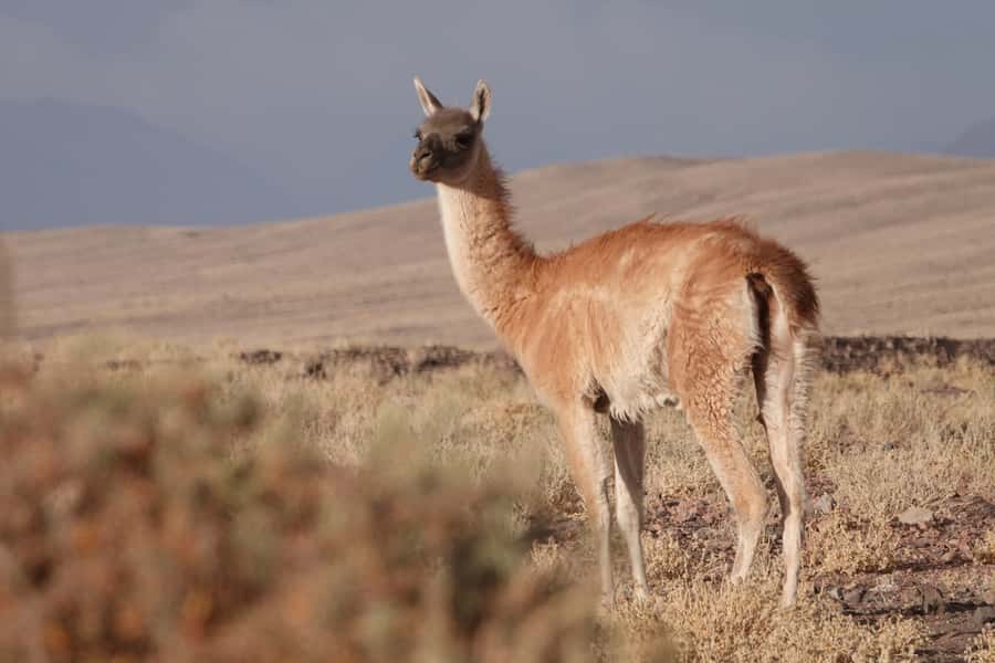 San Pedro de Atacama: Wildlife Safari and Photography Tour - A short walk through the Machuca wetlands