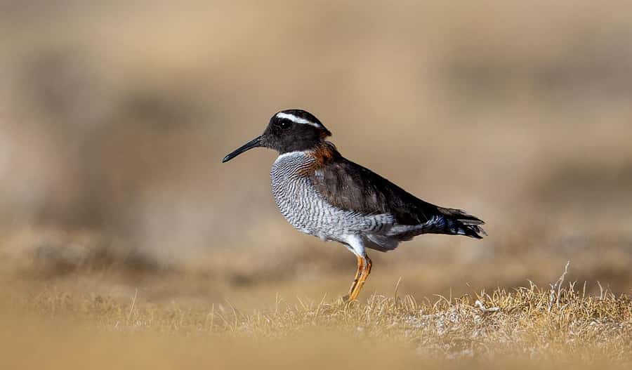 San Pedro de Atacama: Wildlife Safari and Photography Tour - How good is the photography support?