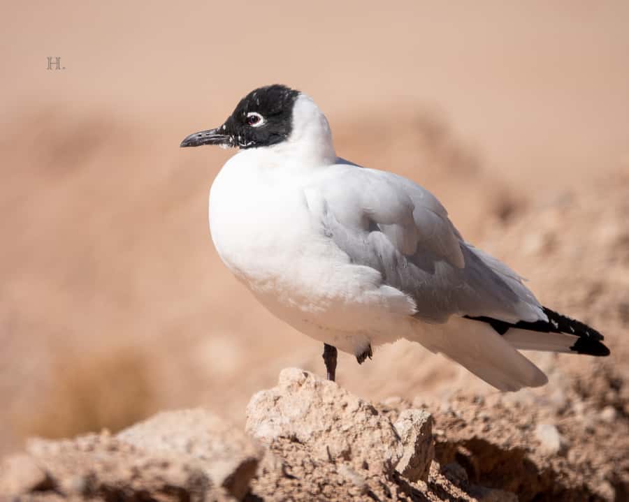 San Pedro de Atacama: Wildlife Safari and Photography Tour - What makes the guide important