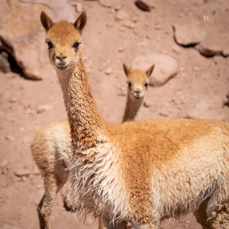 San Pedro de Atacama: Wildlife Safari and Photography Tour - Is $145 a fair price?