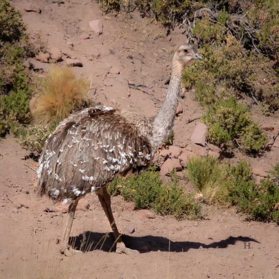 San Pedro de Atacama: Wildlife Safari and Photography Tour - Booking details worth knowing