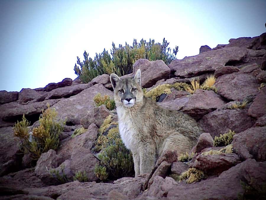San Pedro de Atacama: Wildlife Safari and Photography Tour - The 45-minute climb to Quirquincho Pass
