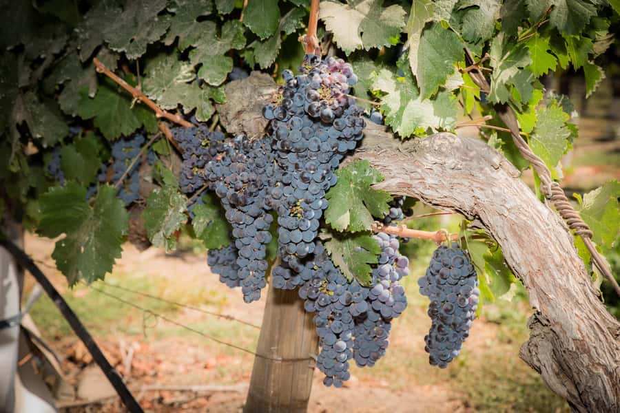 Santa Rita: Tour + Premium Wine Tasting + Private Transport - Why this Santa Rita outing feels different