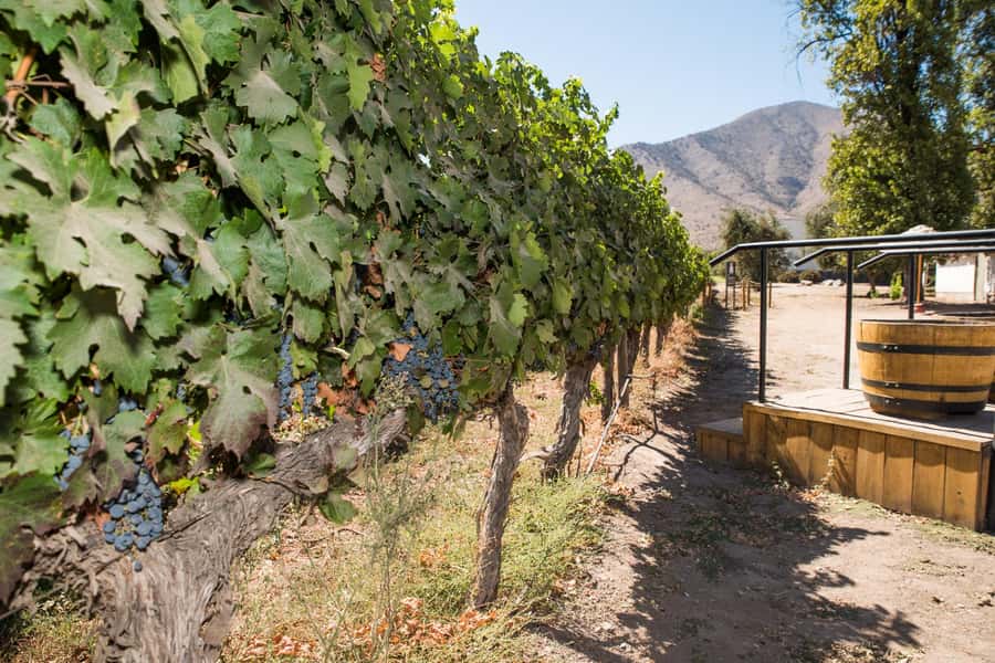 Santa Rita: Tour + Premium Wine Tasting + Private Transport - Is $184 per person good value?