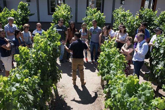Santa Rita Winery Selection Tour - Why Santa Rita makes a good first winery visit