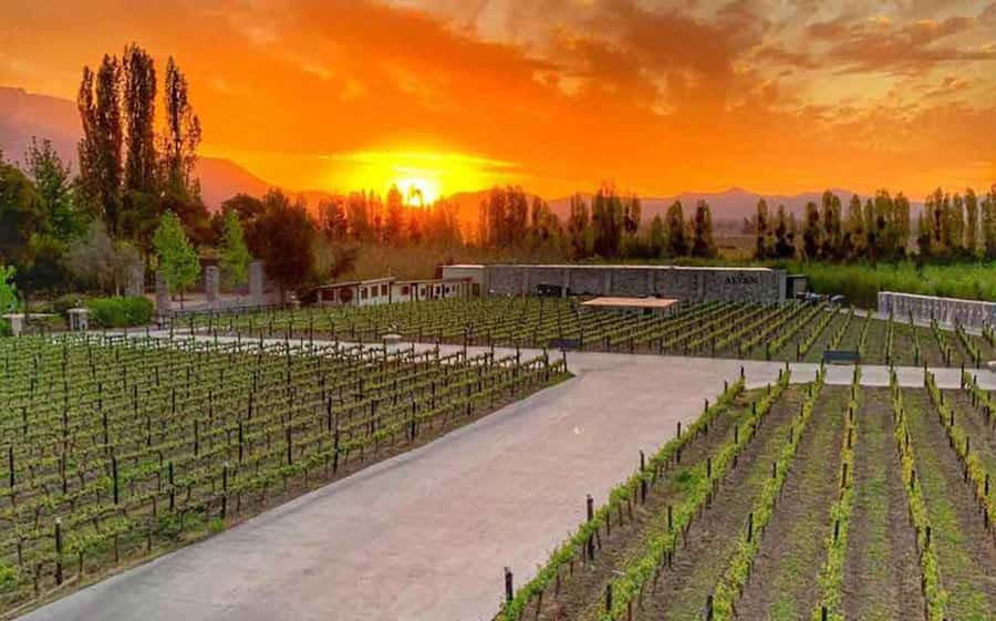 Santiago: Alyan Winery Sunset with Wine Tastings and Dinner - Who Will Enjoy This Evening Most?