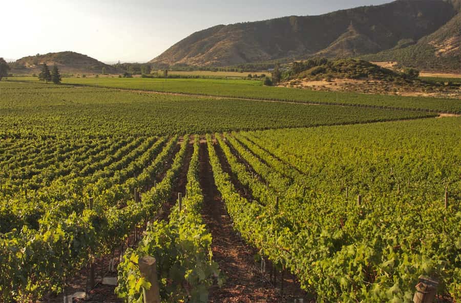 Santiago: Concha y Toro and Undurraga Vineyards Tour - Two Maipo Valley wineries in one outing