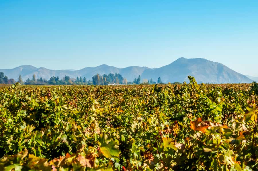Santiago: Concha y Toro Winery 4–Hour Tour & Sommelier Class - Should you book the Concha y Toro sommelier tour?