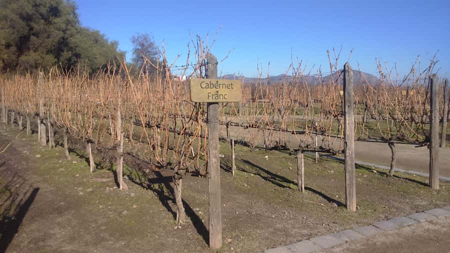 Santiago: Main Chilean Wineries Private Half-Day Tours - Should you book it?