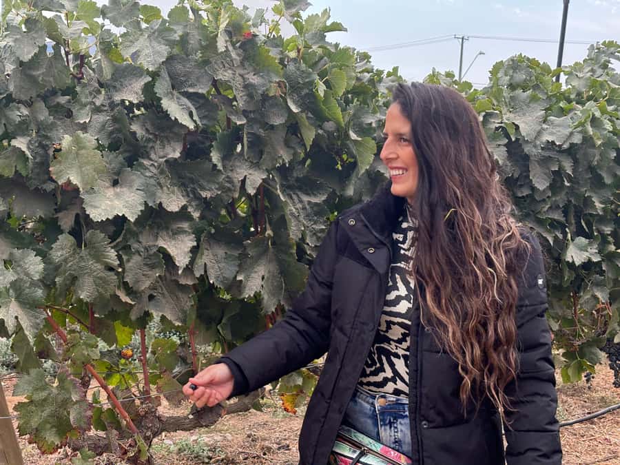 Santiago: Maipo Valley Wine Tasting Tour with 4 Vineyards - What the $134 Maipo Valley day really includes