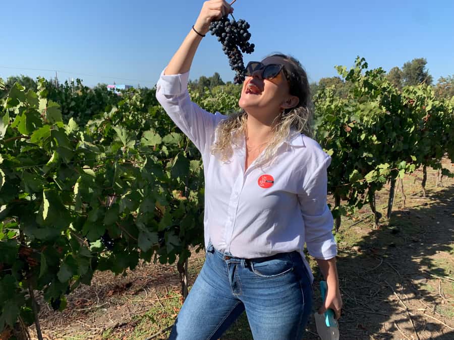 Santiago: Maipo Valley Wine Tasting Tour with 4 Vineyards - Santa Ema shifts from farm to polished tasting room