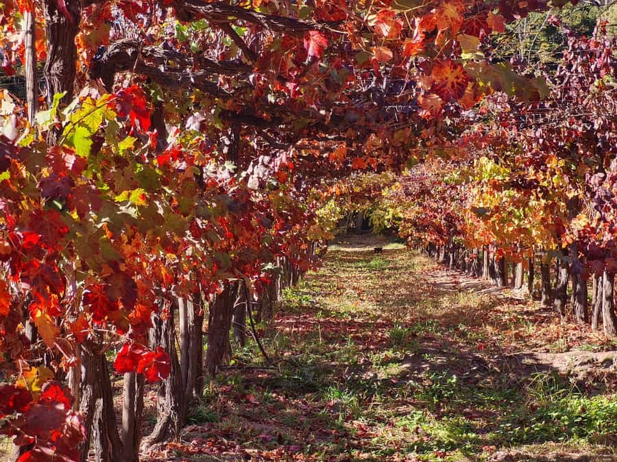 Santiago: Maipo Valley Wine Tasting Tour with 4 Vineyards - Undurraga finishes with scale and tradition