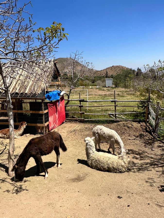 Santiago: Portillo and Laguna del Inca Day Trip with Picnic - Weather, altitude, and what to pack