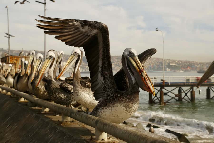 Santiago: Viña del Mar, Valparaiso, with Wine Tasting - Caleta Portales and the working Pacific coast