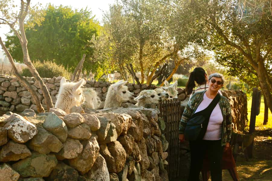 Santiago: Viña del Mar, Valparaiso, with Wine Tasting - Casablanca Valley and the final wine stop