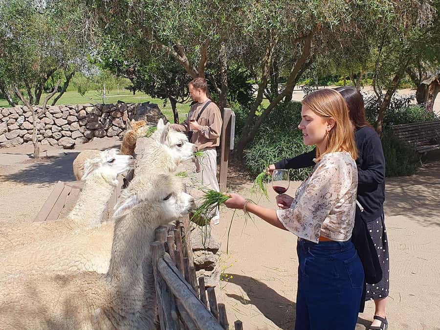 Santiago: World-class Wines, Visit to 4 Vineyards and Tanino - Should You Book This Casablanca Valley Tour?