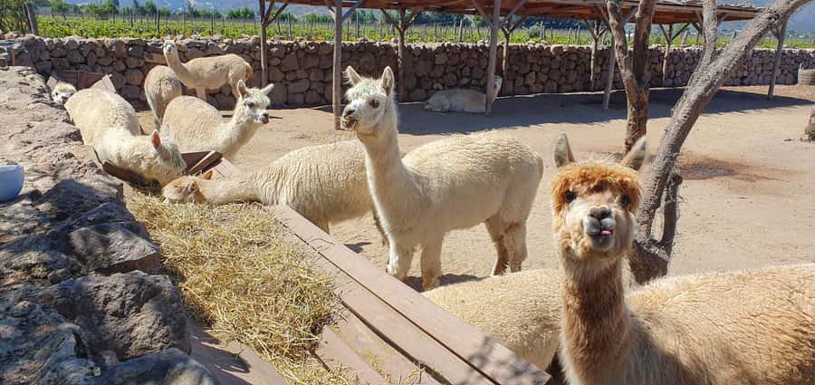 Santiago: World-class Wines, Visit to 4 Vineyards and Tanino - Casas del Bosque and Tanino: A Scenic Final Stop