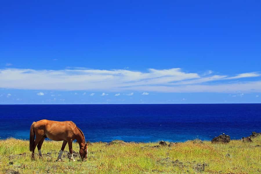 Terevaka Horse Excursion: The highest point and 360° view. - From your hotel to the open fields
