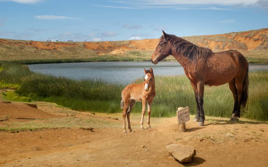 Terevaka Horse Excursion: The highest point and 360° view. - A picnic with one important catch