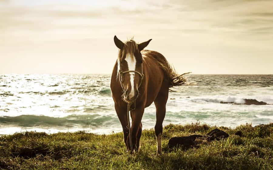 Terevaka Horse Excursion: The highest point and 360° view. - What the praise tells you, and what it does not