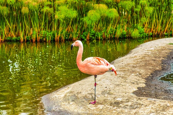 Traditional City Tour - Bicentennial Park: a change of pace