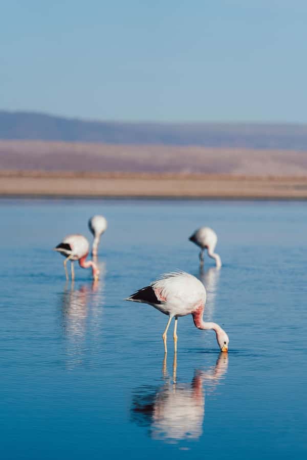 Triple tour: Red stones, highland lagoons and Chaxa Lagoon - Socaire and the human side of the Altiplano