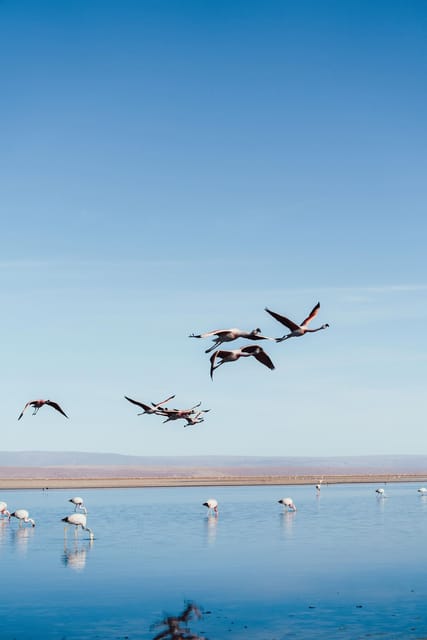 Triple tour: Red stones, highland lagoons and Chaxa Lagoon - What the guides add to the day